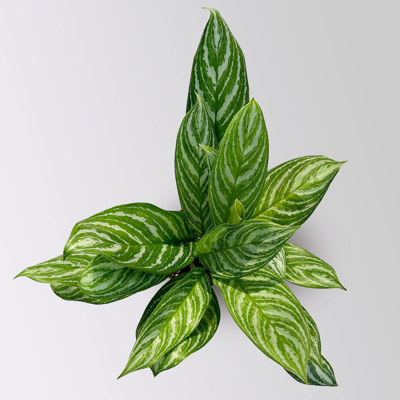 Aglaonema 'Stripes', Topf-Ø 17 cm, Höhe ca. 50 cm, inkl. Keramikübertopf Byron
