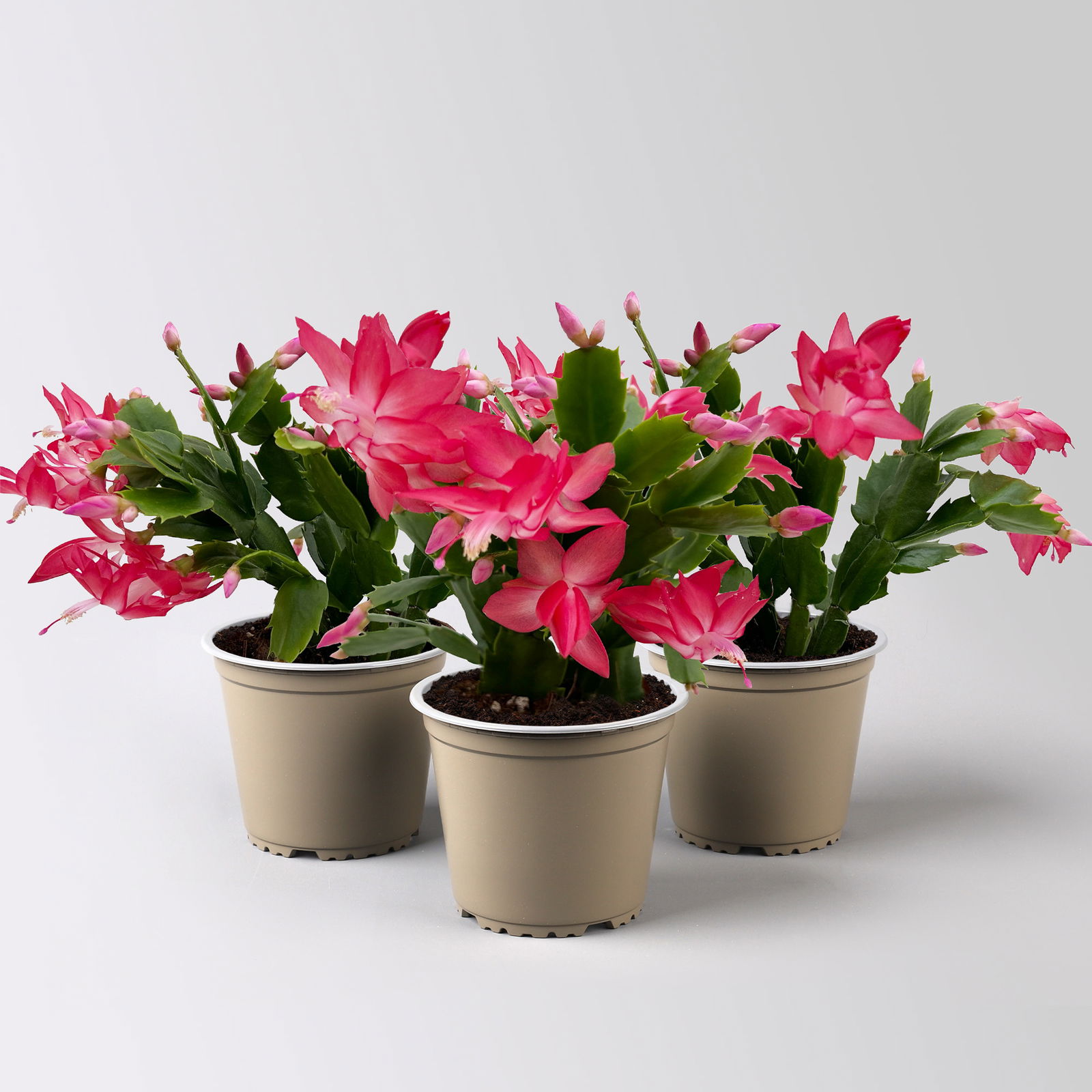 Weihnachtskaktus, rosa, Topf-Ø 12 cm, 3 Pflanzen