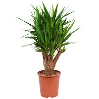 Palmlilie, Topf-Ø 27 cm, Höhe ca. 110 cm