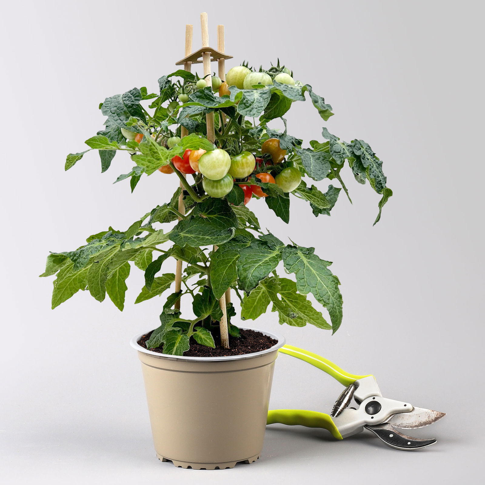 Kölle Naschgemüse Tomaten Mix 'Pick-&-Joy®, Topf-Ø 14 cm, 4 Pflanzen
