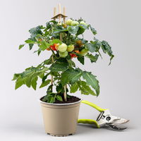 Kölle Naschgemüse Tomaten Mix 'Pick-&-Joy®, Topf-Ø 14 cm, 4 Pflanzen