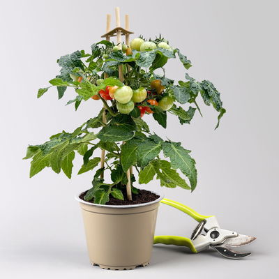 Kölle Naschgemüse Tomaten Mix 'Pick-&-Joy®, Topf-Ø 14 cm, 4 Pflanzen
