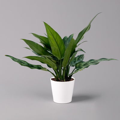 Aglaonema 'Maria', mit Übertopf Dallas weiß, Topf-Ø 12 cm Aglaonema 'Maria', mit Übertopf Dallas weiß, Topf-Ø 12 cm