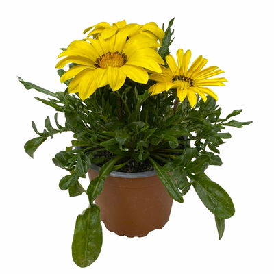 Mittagsgold Farbe zufällig, Topf-Ø 12 cm, 6er-Set Mittagsgold Farbe zufällig, Topf-Ø 12 cm, 6er-Set