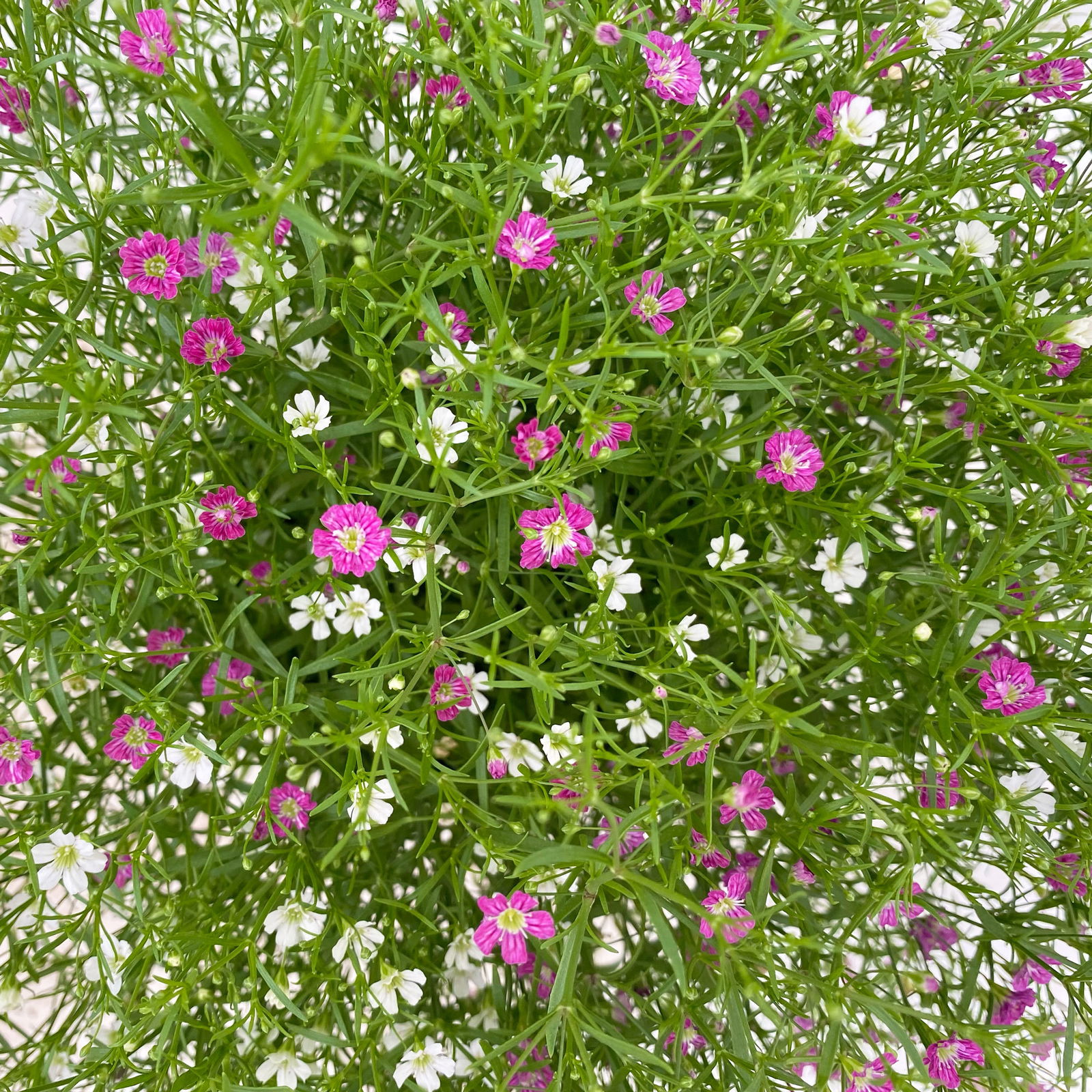 Schleierkraut 'Duo' rosa-weiß, Topf-Ø 12/13 cm