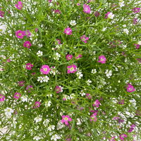 Schleierkraut 'Duo' rosa-weiß, Topf-Ø 12/13 cm