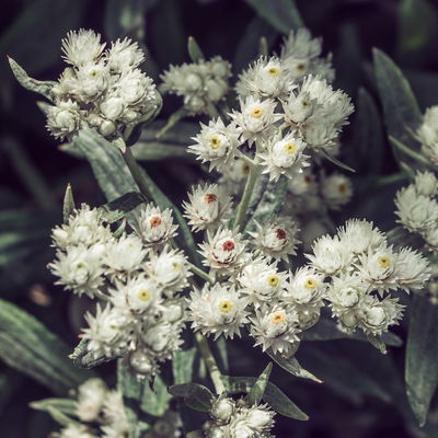 Bio Perlkörbchen 'Silberregen', silbrig weiß, Topf 11x11 cm, 3 Pflanzen Bio Perlkörbchen 'Silberregen', silbrig weiß, Topf 11x11 cm, 3 Pflanzen