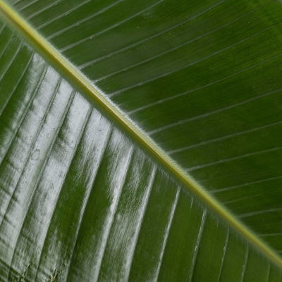 Strelitzie, Topf-Ø 27cm, Höhe ca. 140-150cm, inkl. Bewässerungssystem & Anzeige