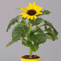 Sonnenblume 'Sunsation'® gelb, Topf-Ø 12/13 cm, 6er-Set