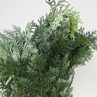 Scheinzypresse 'Glauca' im Handbund, blaugrün, 3 Bund Scheinzypresse 'Glauca' im Handbund, blaugrün, 3 Bund