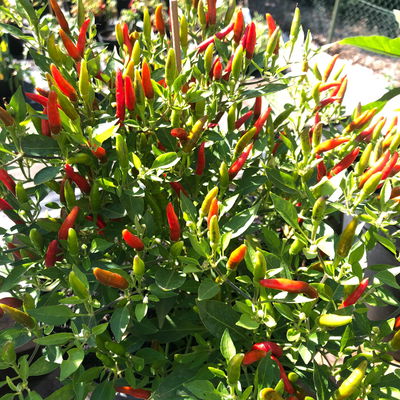 Blu Bio Chili 'Thai Chili F1', Topf-Ø 15 cm, 3er Set Blu Bio Chili 'Thai Chili F1', Topf-Ø 15 cm, 3er Set