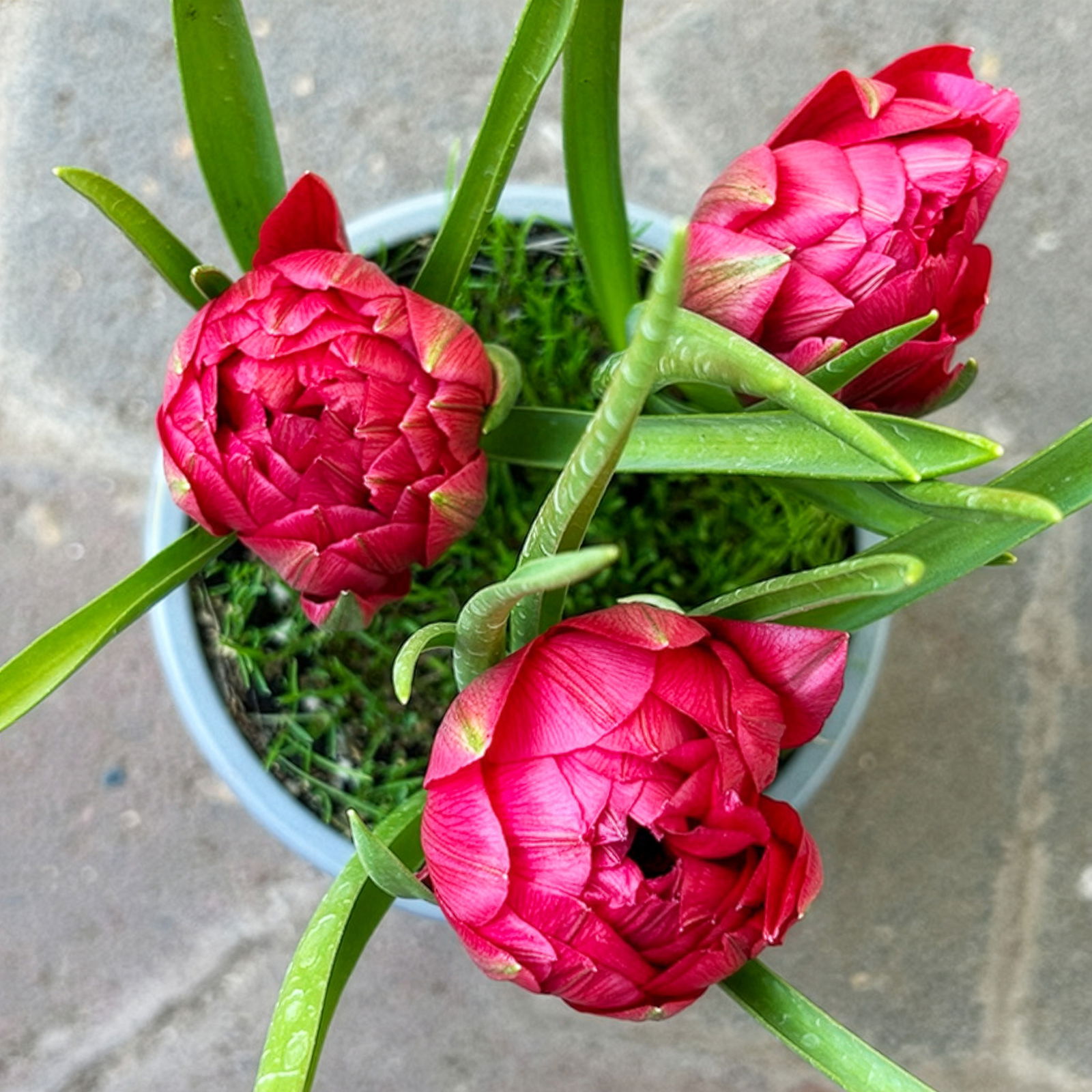 Zwiebelpflanzen-Set Frühlingsleuchten, blau-weiß-rot, 9 Pflanzen
