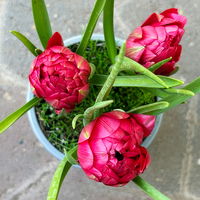 Zwiebelpflanzen-Set Frühlingsleuchten, blau-weiß-rot, 9 Pflanzen
