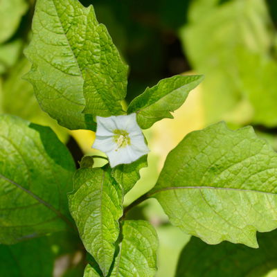 Bio Lampionblume, orange, Topf 11x11 cm, 3 Pflanzen Bio Lampionblume, orange, Topf 11x11 cm, 3 Pflanzen