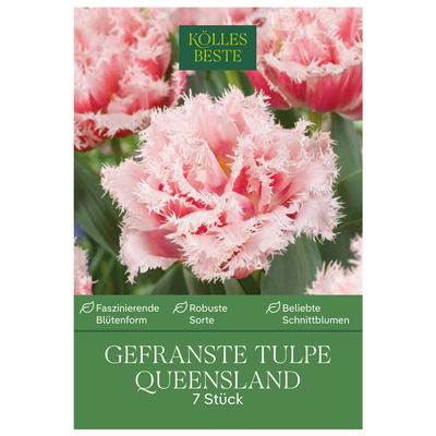 Gefranste Tulpen Queensland rosa, 7 Blumenzwiebeln