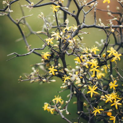 Zickzackstrauch, Topf-Ø 13 cm, Höhe ca. 25 cm, 2er-Set Zickzackstrauch, Topf-Ø 13 cm, Höhe ca. 25 cm, 2er-Set