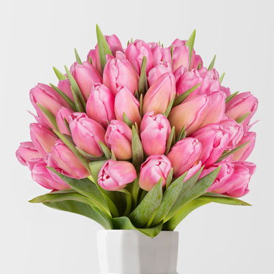 50 pinke Tulpen