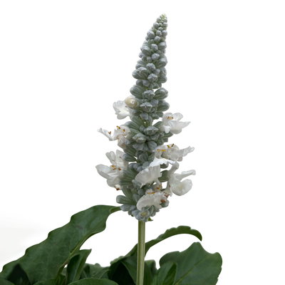 Mehliger Salbei, weiß, Topf-Ø ca. 12/13 cm, 6 Pflanzen