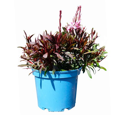 Kölles Beste Prachtkerze pink, 3 Liter Topf Kölles Beste Prachtkerze pink, 3 Liter Topf