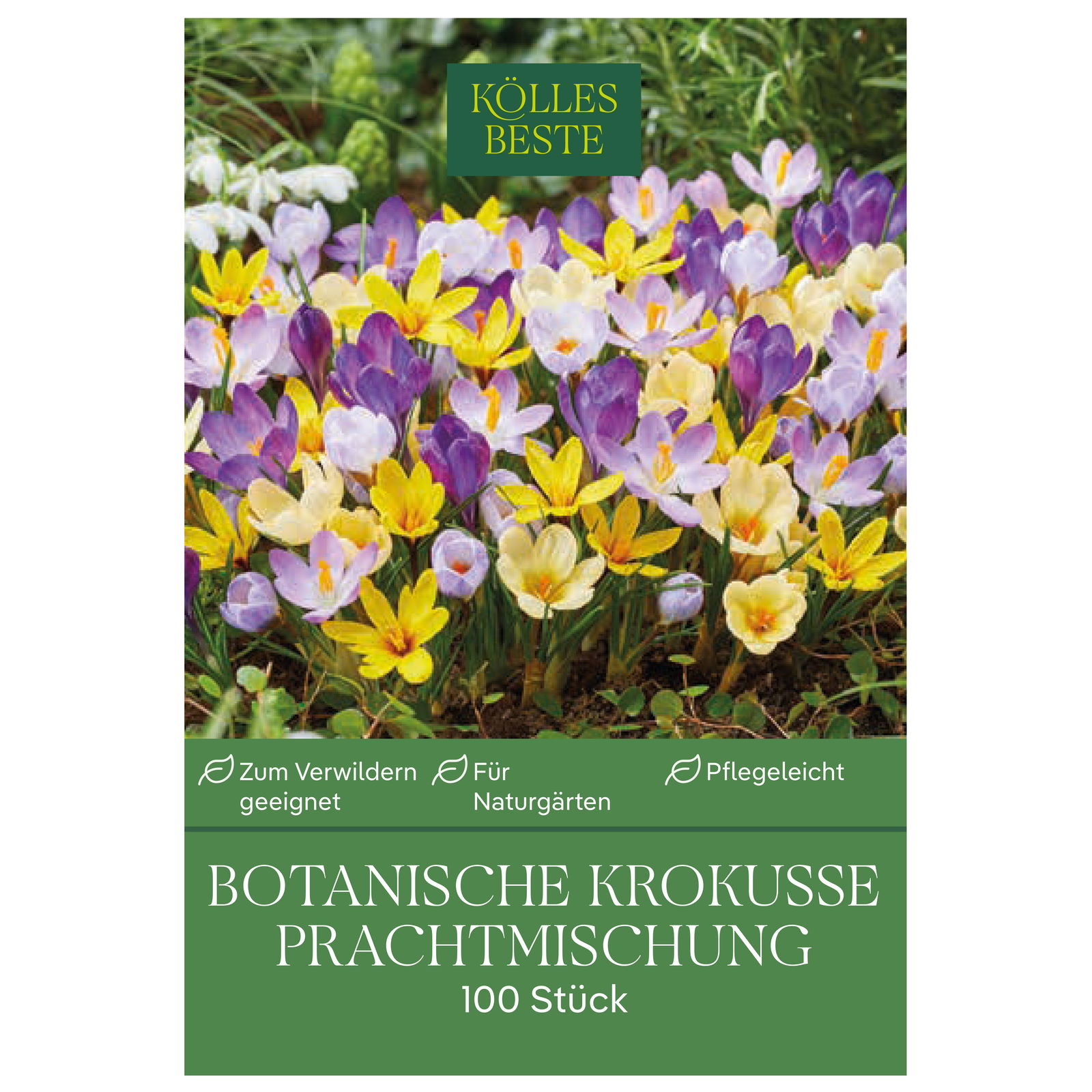 botanische Krokusse 'Prachtmischung', Farbmix, 100 Blumenzwiebeln