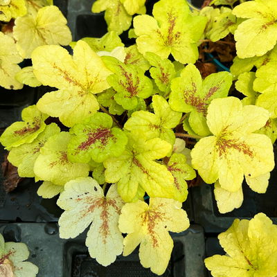 Bio Heucherella 'Stoplight®', creme-weiß Topf-Ø 12 cm, 3 Pflanzen