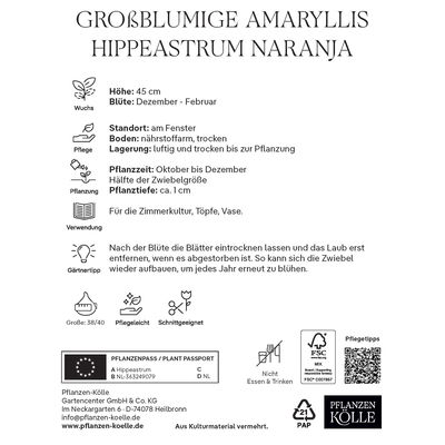 Großblumige Amaryllis Orange Souvereign orange, 1 Blumenzwiebel Großblumige Amaryllis Orange Souvereign orange, 1 Blumenzwiebel