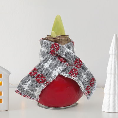 Amaryllis in Wachs, Dekor 'rot mit Winterschal', Blüte rot Amaryllis in Wachs, Dekor 'rot mit Winterschal', Blüte rot