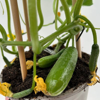 Gurkenpflanzen 'Pick-&-Joy® Snack Cucumber', Topf-Ø 15 cm, 2 Pflanzen