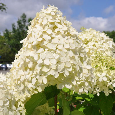 Rispenhortensie 'Phantom' im 5 l Topf Rispenhortensie 'Phantom' im 5 l Topf
