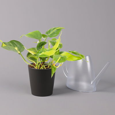 Philodendron 'Brasil' in Keramiktopf Dallas anthrazit, Topf-Ø 12cm, 3er-Set Philodendron 'Brasil' in Keramiktopf Dallas anthrazit, Topf-Ø 12cm, 3er-Set