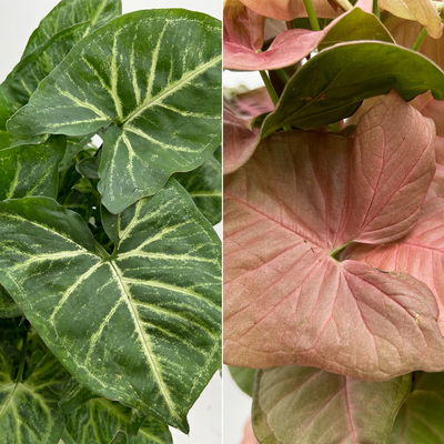 Syngonium Feel Green Mix 'Arrow' & 'Red Heart', Topf-Ø14cm, H: 30 cm, 2 Stück Syngonium Feel Green Mix 'Arrow' & 'Red Heart', Topf-Ø14cm, H: 30 cm, 2 Stück
