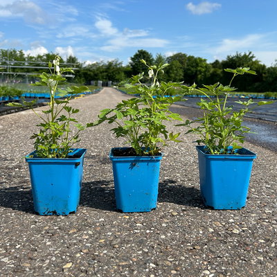 Bio Tränendes Herz 'Alba', weiß, Topf 11x11 cm, 3 Pflanzen Bio Tränendes Herz 'Alba', weiß, Topf 11x11 cm, 3 Pflanzen