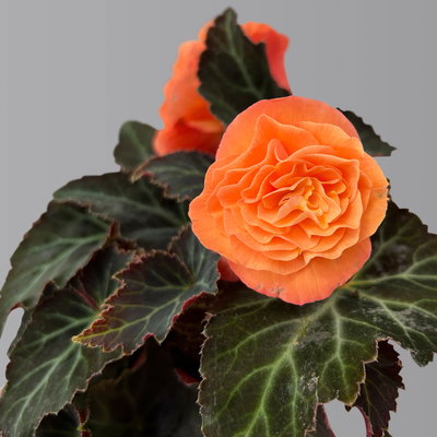 Begonie 'Orangedrops®' orange, Topf-Ø 12 cm, 6 Pflanzen Begonie 'Orangedrops®' orange, Topf-Ø 12 cm, 6 Pflanzen