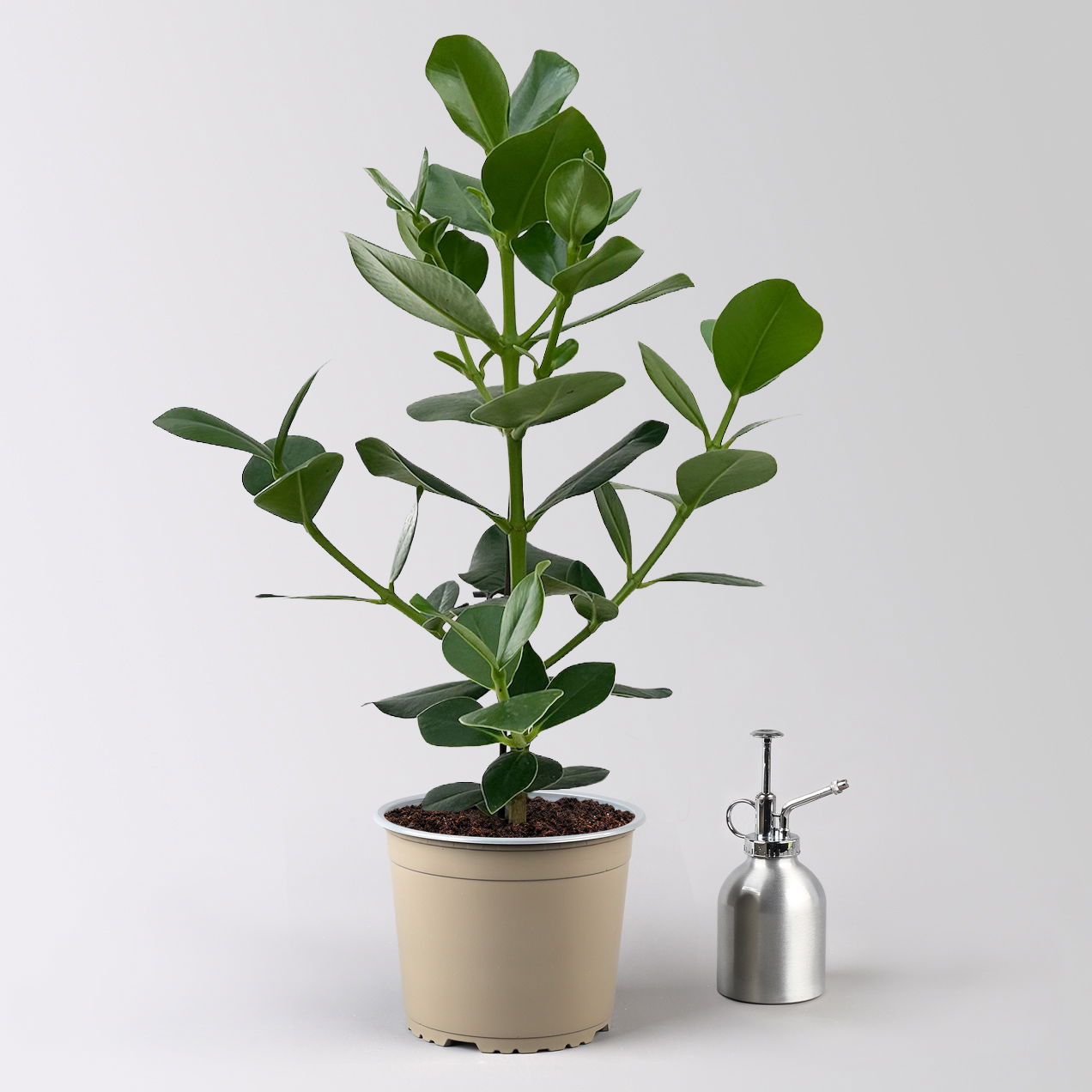 Balsamapfel 'Princess', Topf-Ø 17 cm, Höhe ca. 55 cm, inkl. Übertopf Byron