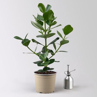 Balsamapfel 'Princess', Topf-Ø 17 cm, Höhe ca. 55 cm, inkl. Übertopf Byron