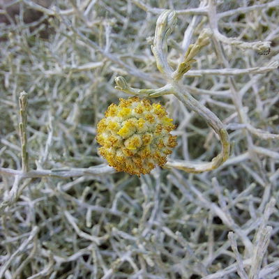 Calocephalus & Mühlenbeckie, Topf-Ø 23 cm Calocephalus & Mühlenbeckie, Topf-Ø 23 cm