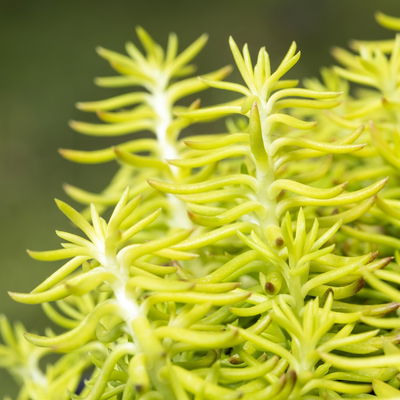 Tripmadam, gelb, Topf-Ø 13 cm, 6er-Set