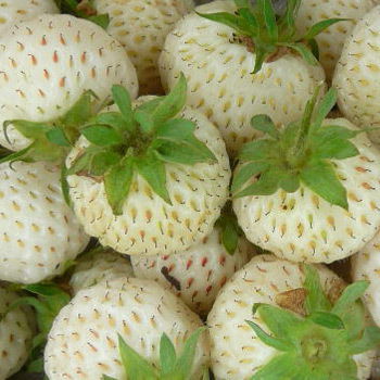 Bio Weiße Ananaserdbeere 'Snow WhiteⓈ', Topf 11x11 cm, 3 Pflanzen