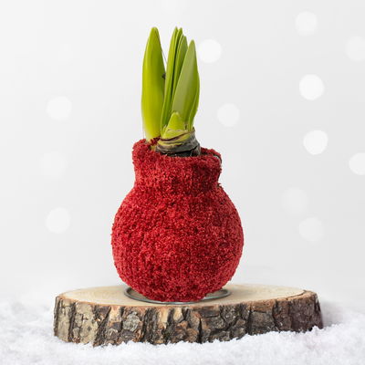 Amaryllis in Wachs, Dekor 'Pulli Cozy Teddy', Farbe zufällig, Blüte rot