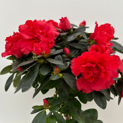 Azalee, Stamm, Farbe zufällig, Topf-Ø 13cm, Höhe ca. 45 cm, 2 Pflanzen Azalee, Stamm, Farbe zufällig, Topf-Ø 13cm, Höhe ca. 45 cm, 2 Pflanzen