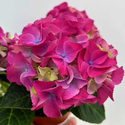 Hortensie 'Ningbo Côte D'Azur' lilablau, Topf-Ø 10 cm, 2er-Set