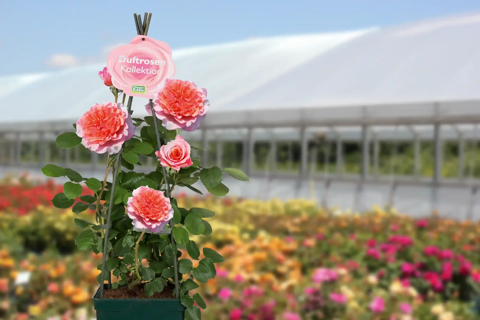 Rosen aus unserer Gärtnerei Rosen aus unserer Gärtnerei