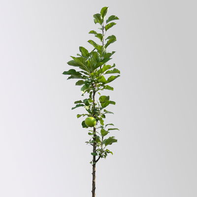 Kölle Bio Säulenapfel 'Rondo'Ⓢ, Unterlage MM 111, Topf 10 Liter