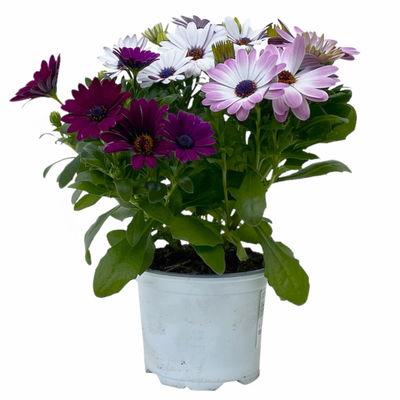 Kapkörbchen mehrfarbig, Topf-Ø 12 cm, 6er-Set Kapkörbchen mehrfarbig, Topf-Ø 12 cm, 6er-Set