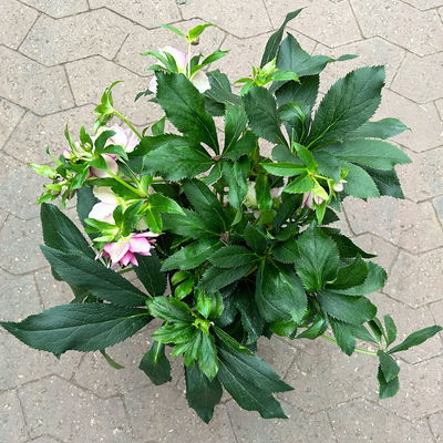 Lenzrose 'ViV® Ariana', rosa gesprenkelt, Topf-Ø 19 cm Lenzrose 'ViV® Ariana', rosa gesprenkelt, Topf-Ø 19 cm