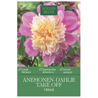Kölles Beste Anemonen-Dahlie 'Take Off', rosa, 1 Blumenknolle