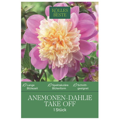Kölles Beste Anemonen-Dahlie 'Take Off', rosa, 1 Blumenknolle