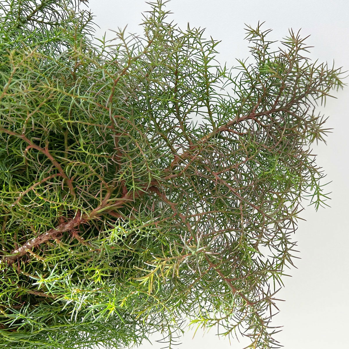 Sicheltanne im Handbund, 3 Bund Sicheltanne im Handbund, 3 Bund