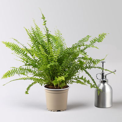 Schwertfarn 'Green Lady', Topf-Ø 12cm, Höhe ca. 35 cm, 3 Pflanzen Schwertfarn 'Green Lady', Topf-Ø 12cm, Höhe ca. 35 cm, 3 Pflanzen