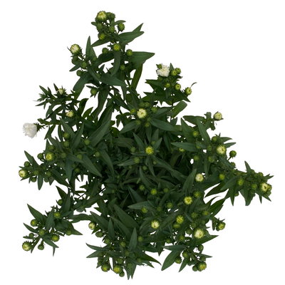 Aster novi-belgii, weiss gefüllt, Topf-Ø 12 cm, 6 Pflanzen Aster novi-belgii, weiss gefüllt, Topf-Ø 12 cm, 6 Pflanzen